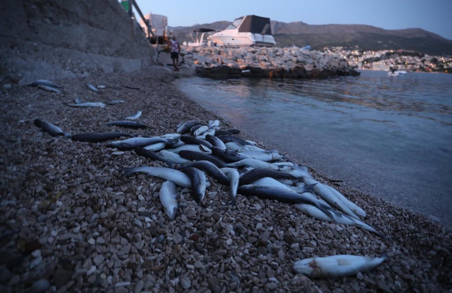 Fotografija: Zaradi toplega morja poginjajo ribe. FOTO: Ivo Cagalj/Pixsell
