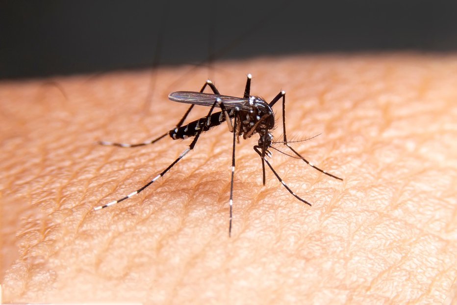 Fotografija: Nenavadna metoda v boju proti komarjem. FOTO: Witsawat.s/shuttertsock
