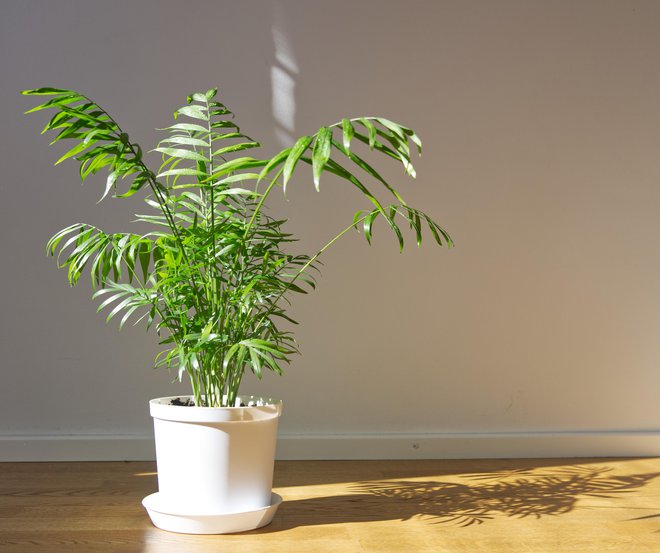 Gorska palma je nezahtevna, lepa in koristna sobna rastlina. FOTO: Wheatfield/Getty Images
