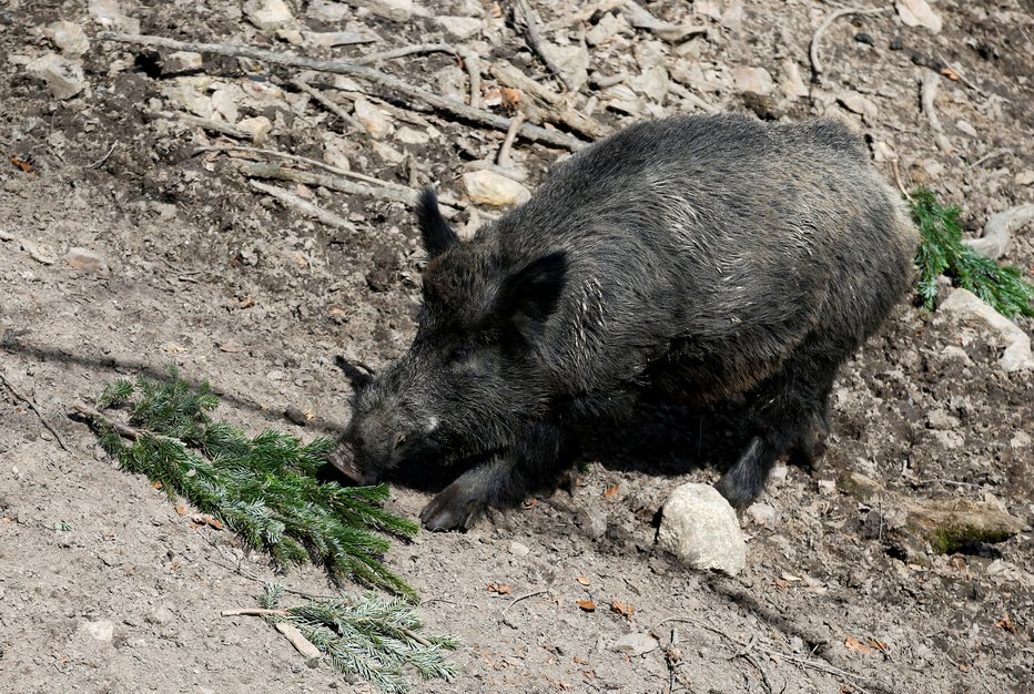 Fotografija: Divja svinja je zašla na plažo. FOTO: Michaela Rehle, Reuters
