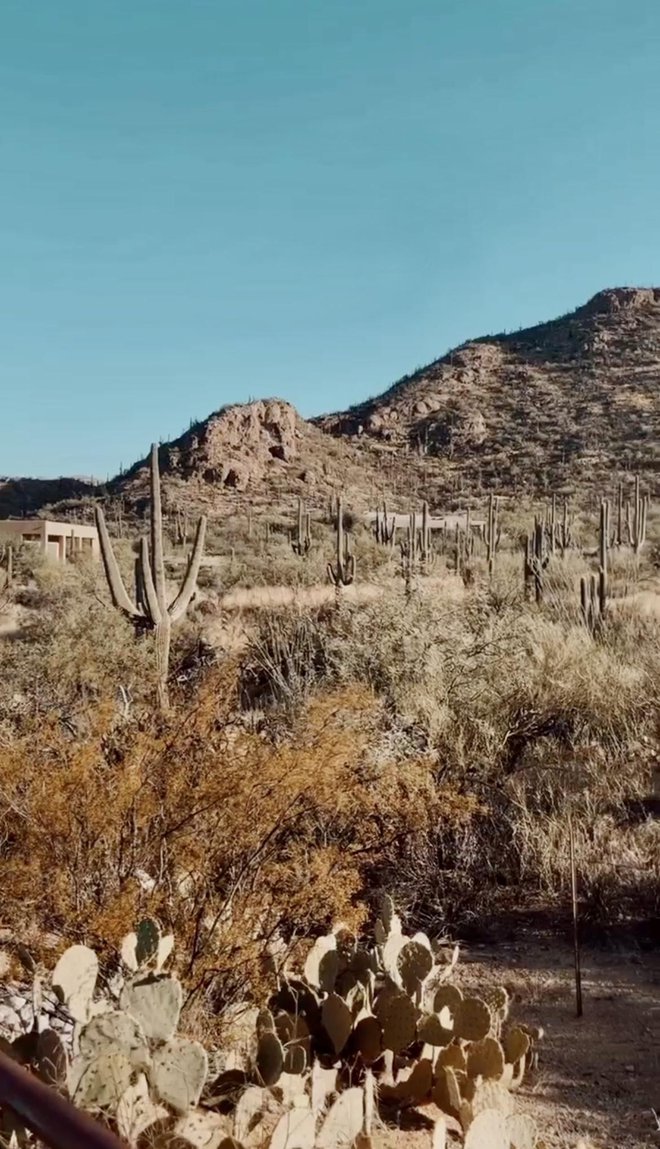 Arizona je paša za oči, zlasti zaradi rastja, značilnega za sušno območje.
