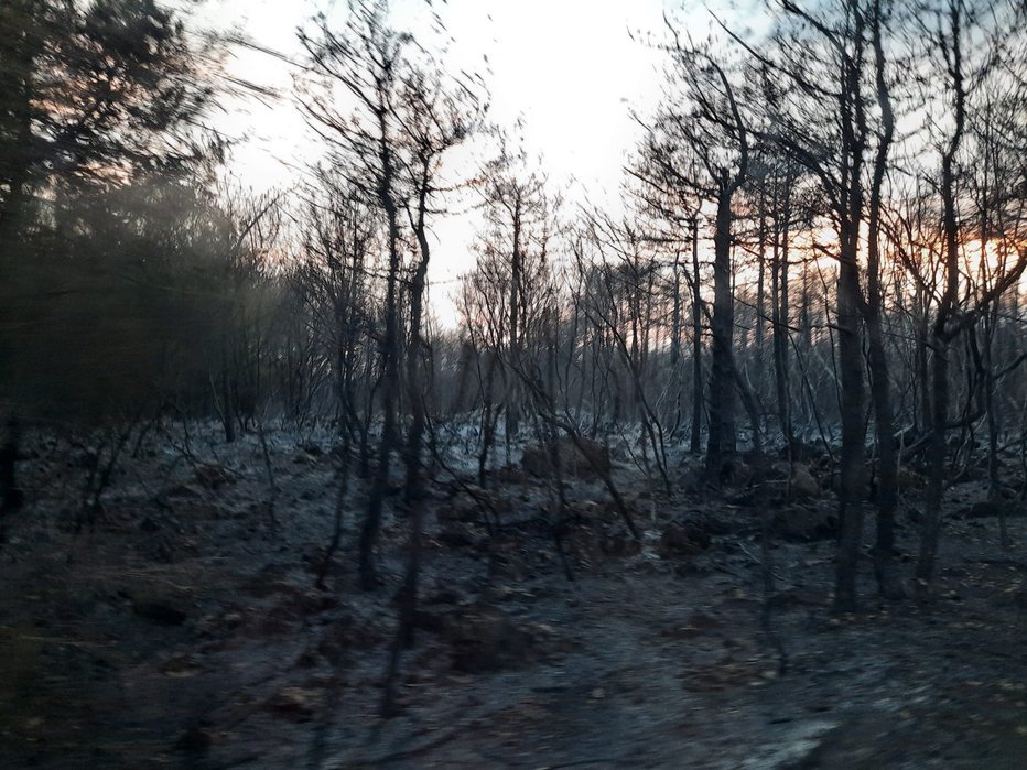 Fotografija: Požgani gozd. FOTO: Uroš, bralec poročevalec
