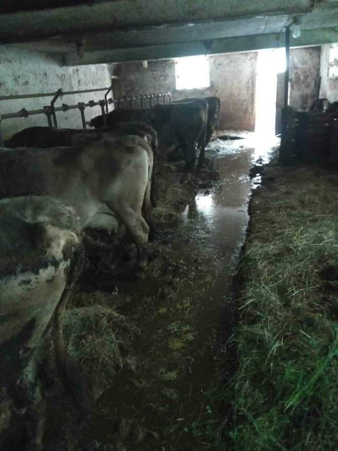 Krave v temačnem hlevu, polnem gnojnice FOTO: DZK
