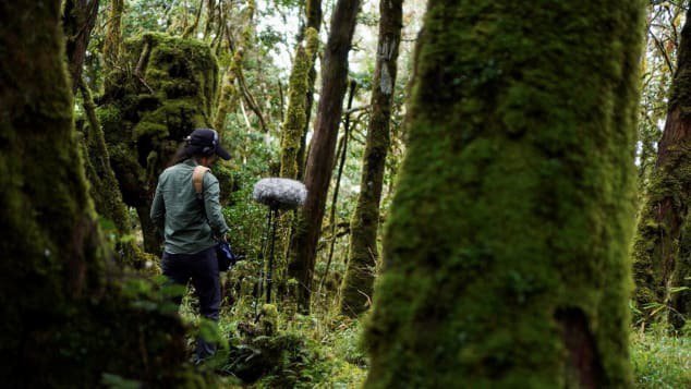 Fotografija: V gozdu cipres se sliši glas narave.
