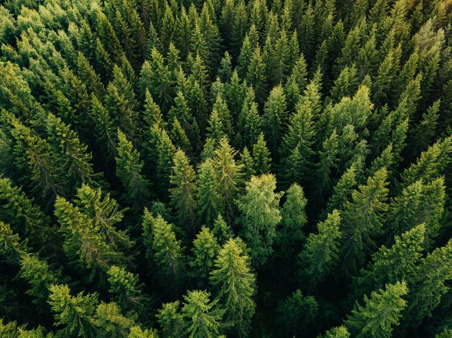 Smrekovi gozdovi po nižinah so ogroženi. FOTO: Wmaster890/Getty Images
