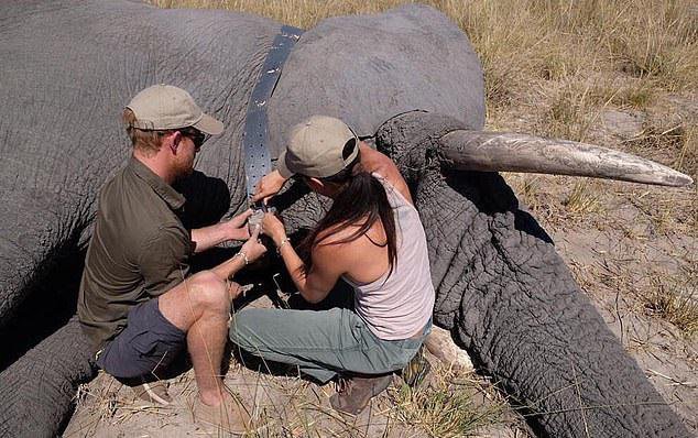 V Bocvani sta Harry in Meghan med drugim pomagala slonom. FOTO: Instagram
