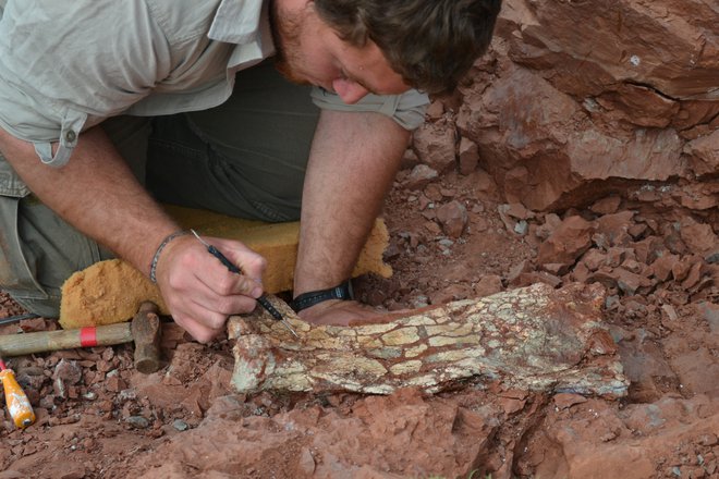 Arheologi tu in tam najdejo fosilne ostanke, a da bi se ti ohranili, morajo biti izpolnjeni posebni pogoji. FOTO: Leonardo David Ortiz – Universid/Reuters
