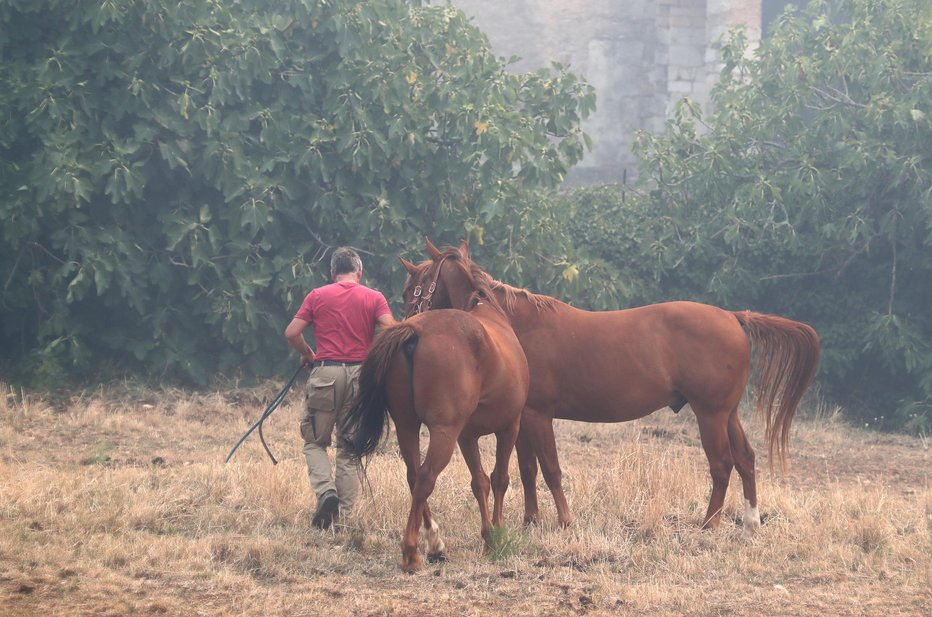 Fotografija: Reševanje konjev s požarišča FOTO: DEJAN JAVORNIK
