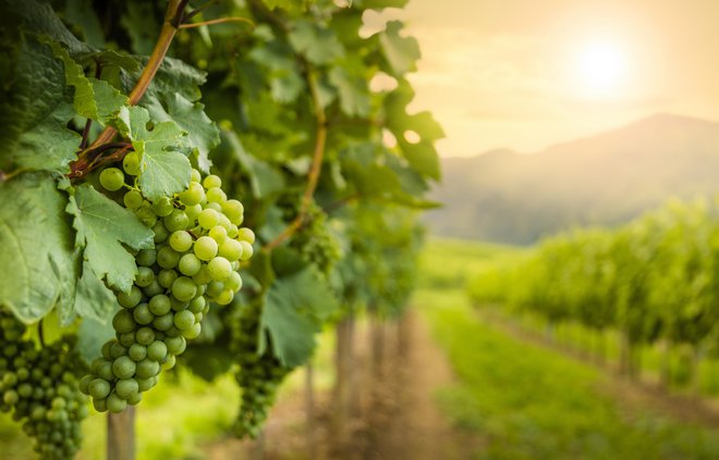 Kmetijski svetovalci priporočajo razbremenitev trt z redčenjem grozdja. FOTO: Sergey_fedoskin/Getty Images
