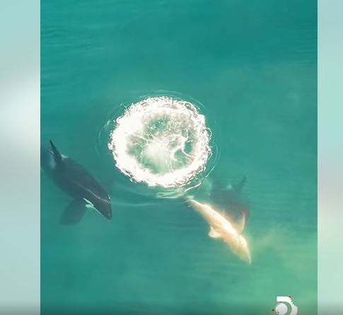 Fotografija: Morski psi so postali plen ork. FOTO: Zaslonski Posnetek/facebook
