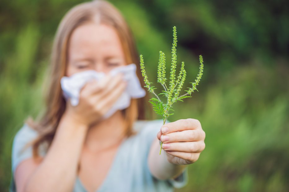 Fotografija: Cvetni prah ambrozije povzroča različne alergijske reakcije. FOTO: Galitskaya/Getty Images
