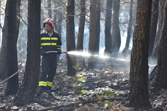 Po oceni policije je zgorelo pet hektarjev borovega gozda, nizkega rastlinja in travnatih površin. FOTO: Dino Stanin, Pixsell

