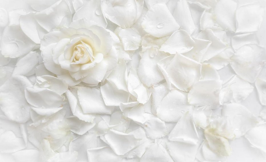 Fotografija: vrtnice. Foto: Olayola/Shutterstock
