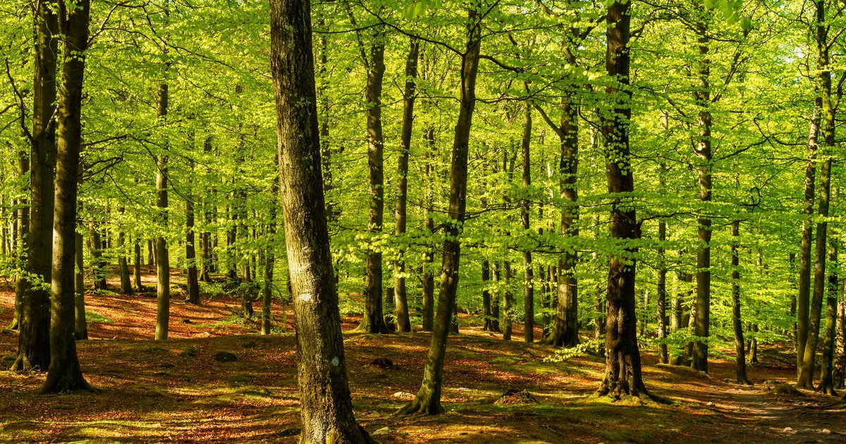 Moderate Waldwasserbilanz: Slowenien im Trockenstress