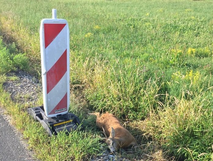 Fotografija: Mrtev srnjak je ob cesti pred Strukovci včeraj ležal že peti dan, kljub klicem na številki 112 in 113 ter na cestno podjetje. So pa res postavili oznako ... FOTO: Oste Bakal
