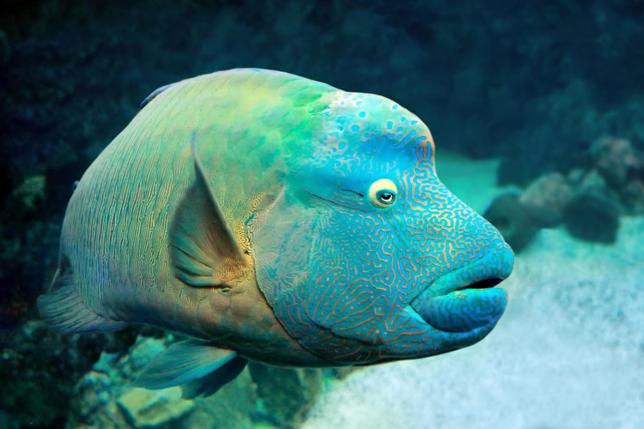 Fotografija: Riba napoleon je dobrohotna prebivalka koralnih grebenov.
FOTO: Tatianamironenko/Getty Images
