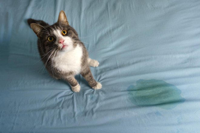 Vonj po mačjem urinu je skrajno neprijeten. FOTO: Daria Kulkova, Getty Images
