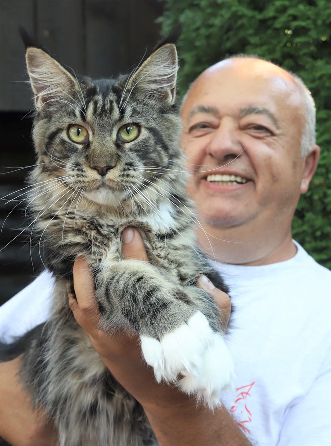 Franjo Kovačič, srečni
lastnik 10-kilogramskega mačka golden maine coon
