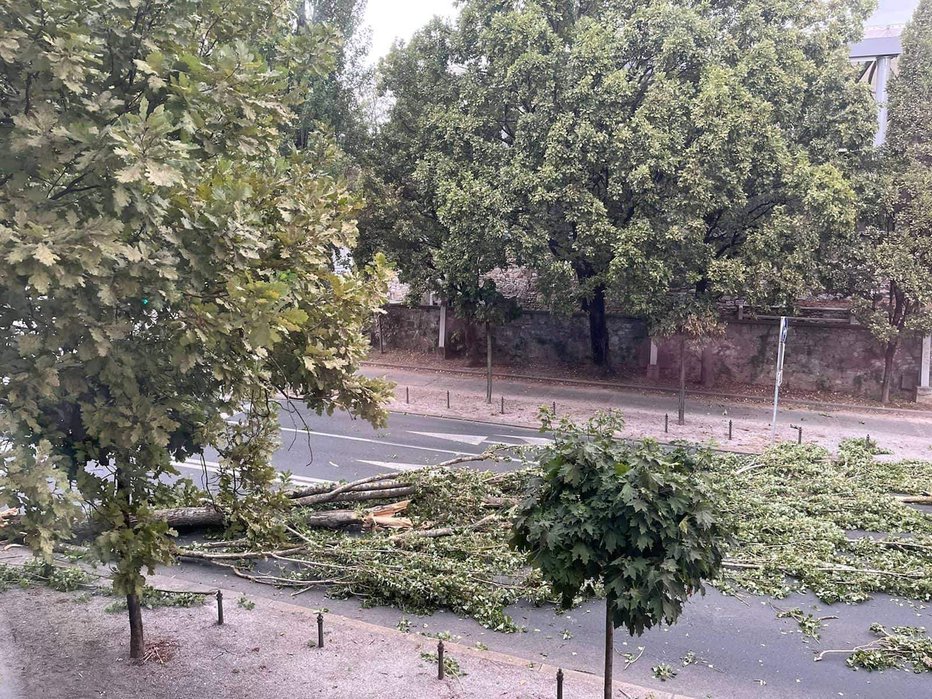 Fotografija: Veter je podrl drevo pri Križankah. FOTO: bralec
