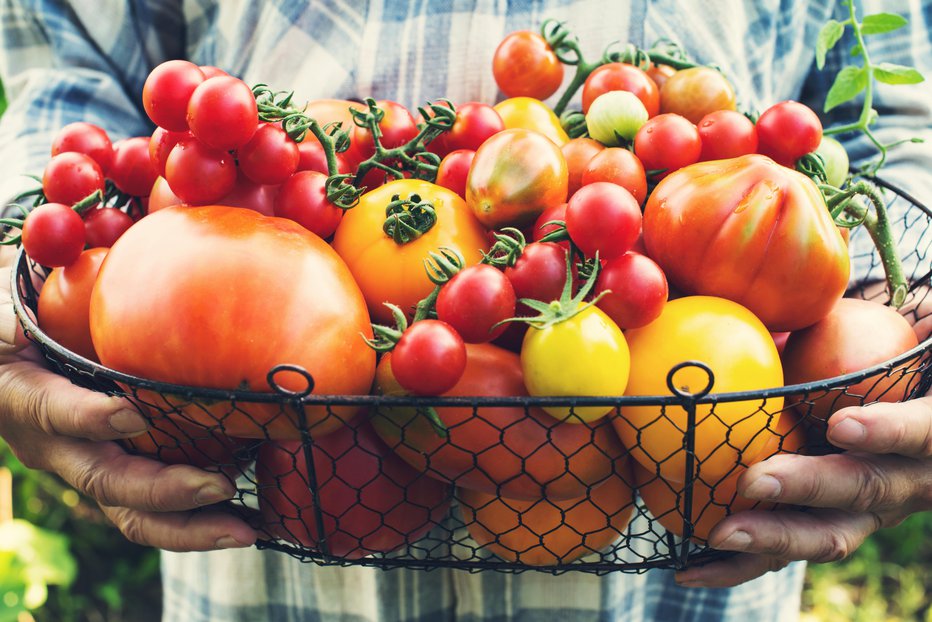 Fotografija: Colorful Organic Tomatoes in Farmers Hands. Fresh Organic Red Yellow Orange and Green Tomatoes in Basket.