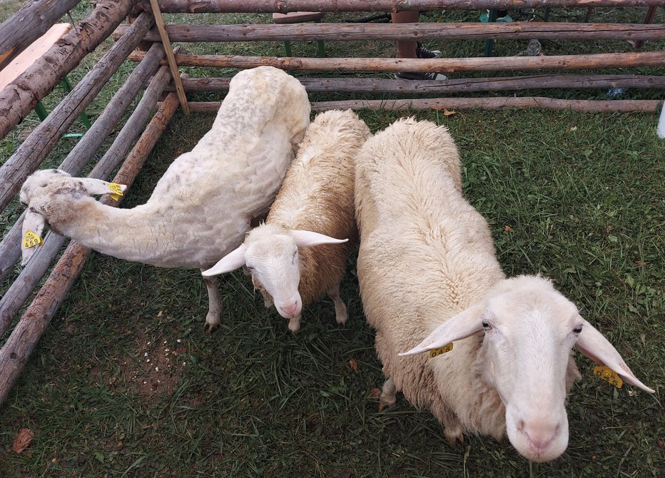 Fotografija: Pri ovčjem frizerju se prav tako čaka. FOTO: Jože Miklavc
