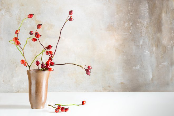 Ni treba, da je v vazi vselej le rezano cvetje. FOTO: Fermate/Getty Images
