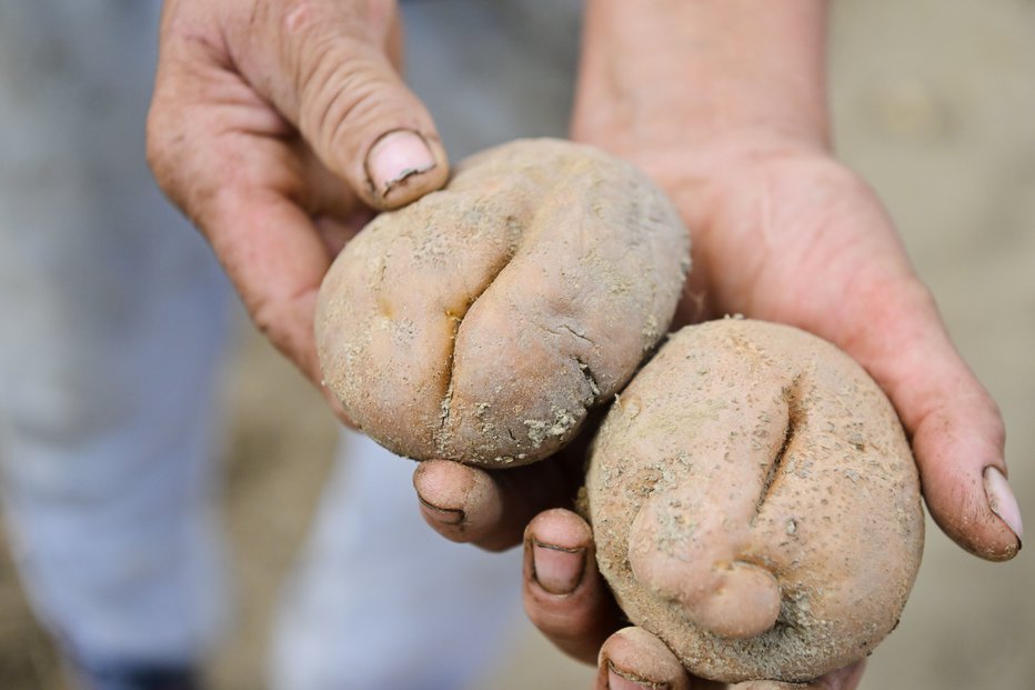 Fotografija: Uničen krompir, ki ni več za prodajo. FOTOGRAFIJE: Marko Pigac
