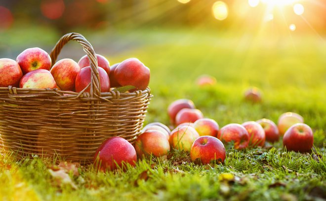 Najvišjo pridelavo jabolk napovedujejo na Kitajskem, v ZDA, Turčiji in na Poljskem. FOTO: Baks/Getty Images
