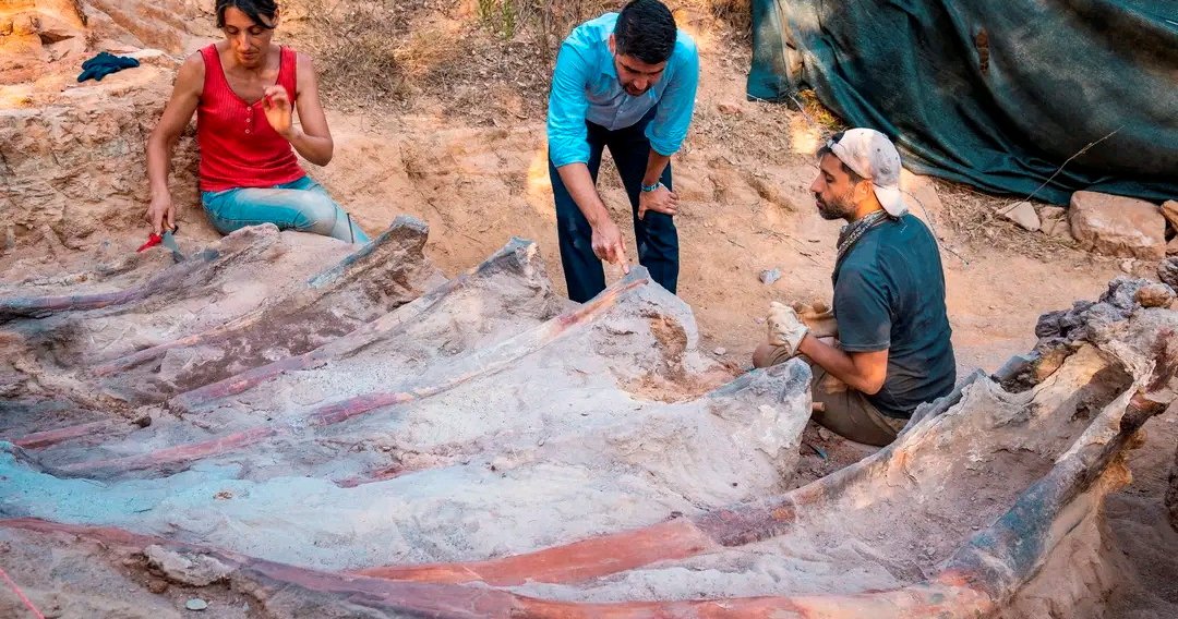 Dinossauro permanece desenterrado no quintal: costelas de até três metros (FOTO)