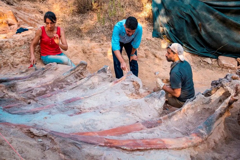 Fotografija: Izkopavanja bodo nadaljevali v sledečih mesecih. FOTOgrafiji: Instituto Dom Luiz Via Reuters
