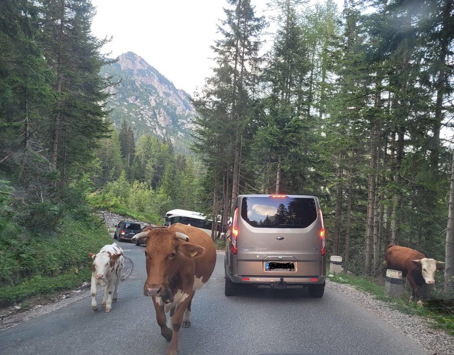Fotografija: Poleg avtomobilov cesto uporablja tudi živina. FOTO: Tina Horvat
