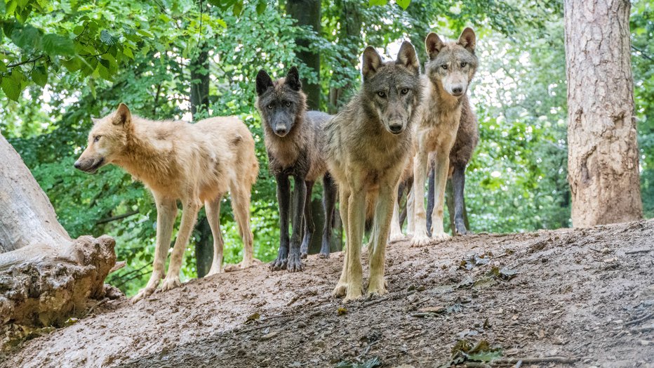Fotografija: Volkovi ne ubijajo zaradi lakote, ampak iz ubijalske sle. FOTO: Z00 Ljubljana
