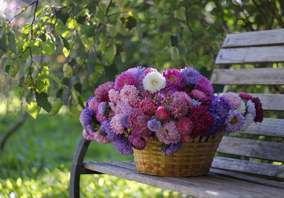 Fotografija: Čudovite so na gredici ali kot rezano cvetje. FOTO: Olga Jemeljanova/getty Images

