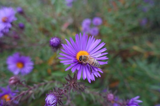 Hvaležni nam bodo tudi čebele, čmrlji in metulji. FOTO: Apugach/getty Images
