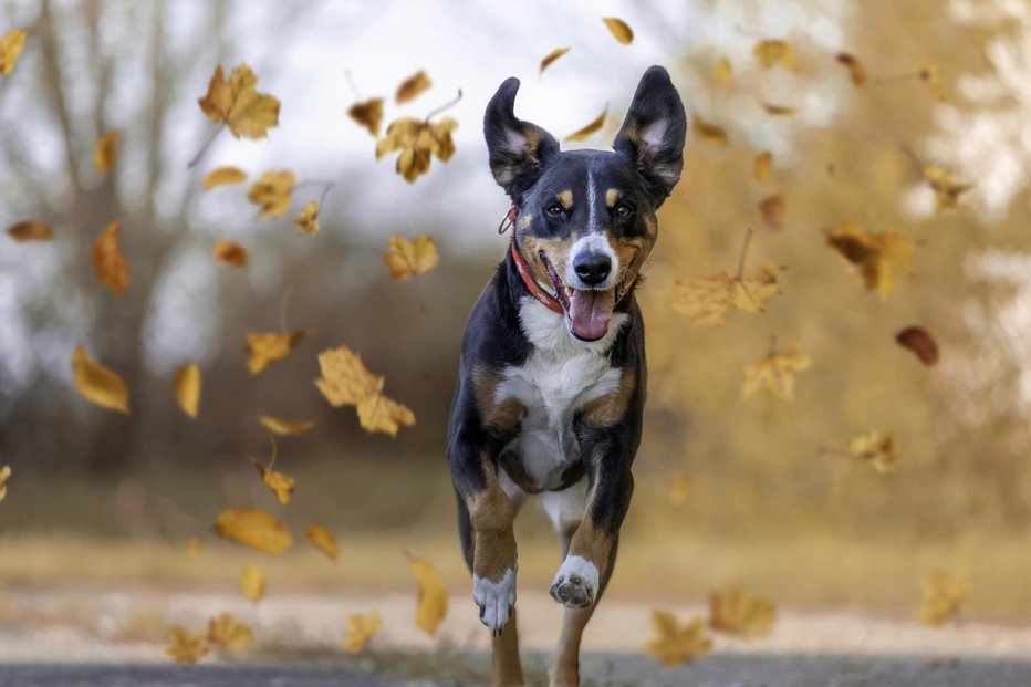 Fotografija: Želimo si sproščenega in zanesljivega psa v vseh okoliščinah. FOTO: Vincent Scherer/Getty Images

