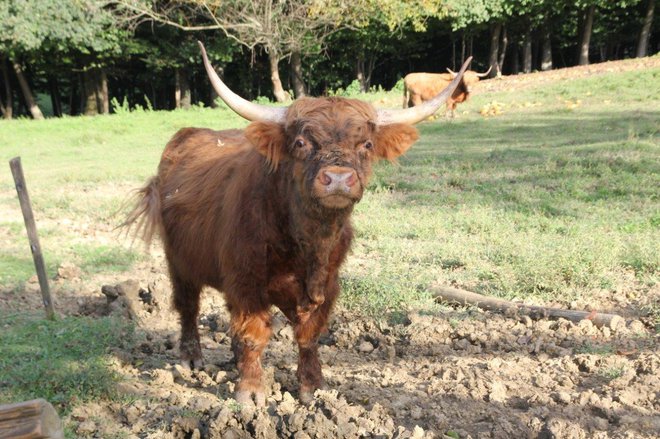 Za škotsko govedo so iztrebljene buče prava poslastica.
