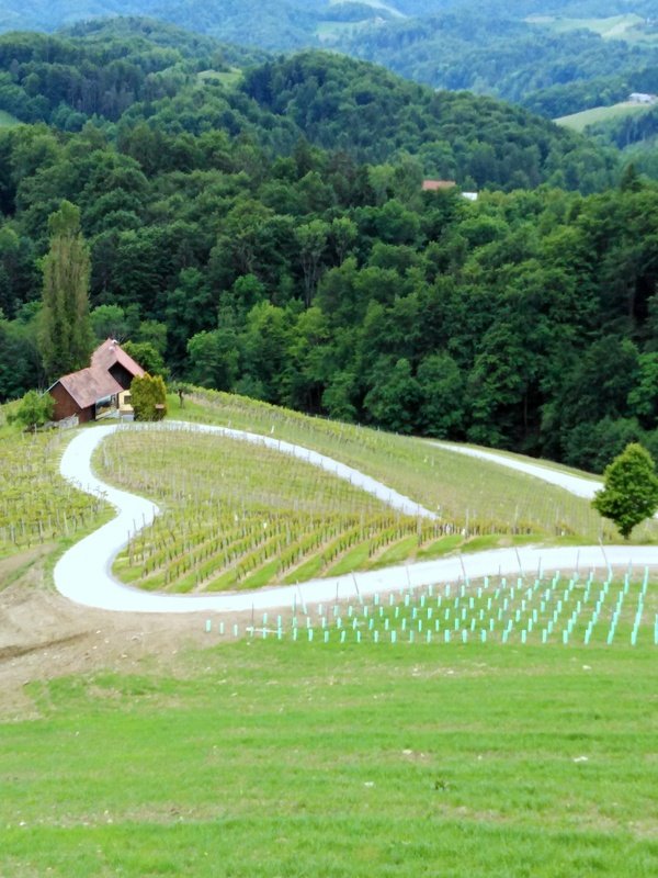V občini Kungota blizu avstrijske meje imajo edinstveno srce med trtami.
