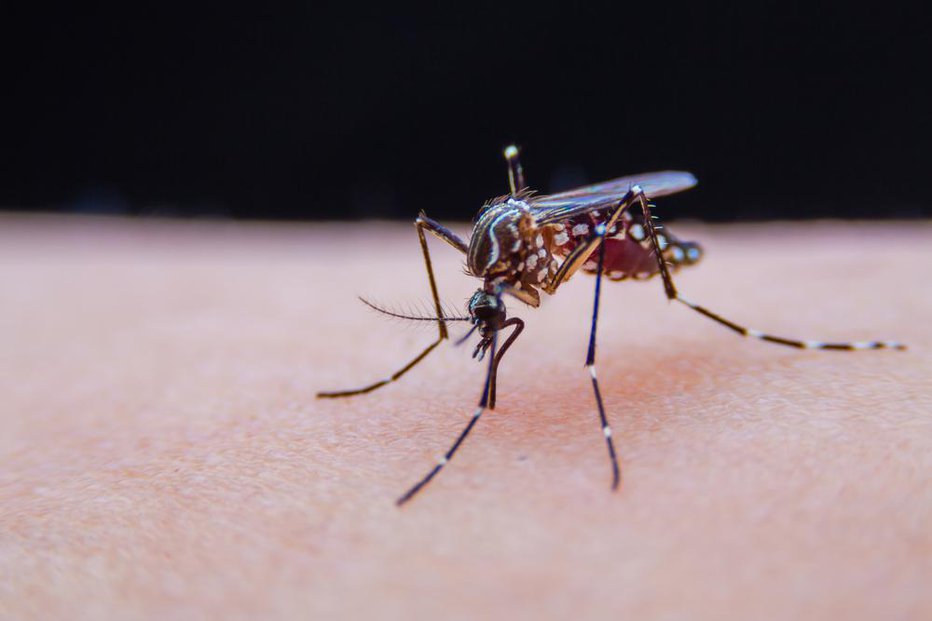 Fotografija: Samice komarjev v življenju izležejo 50 do 500 jajčec, odvisno od vrste. FOTO: Auusanakul, Shutterstock
