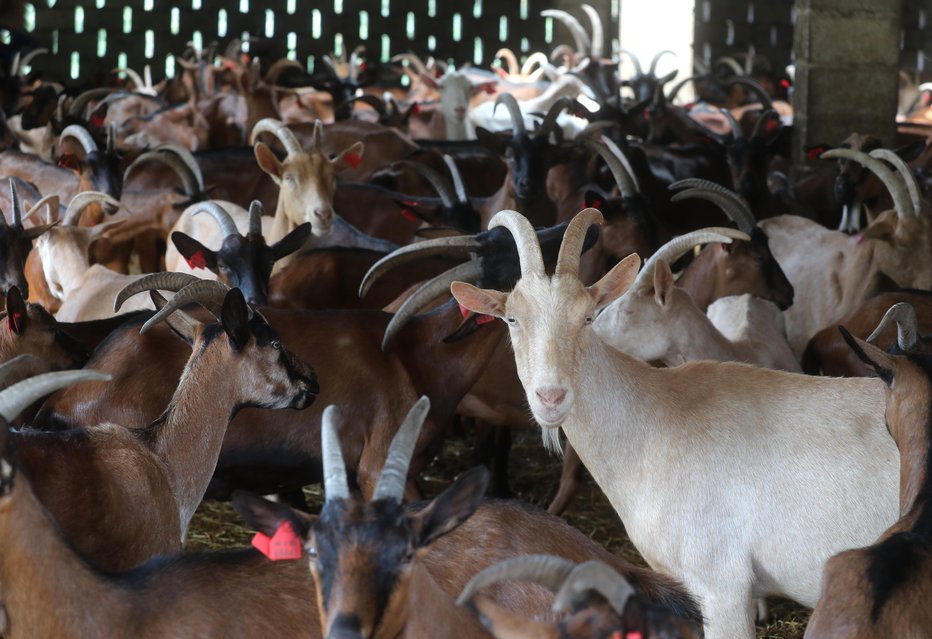 Fotografija: V čredi je 350 koz, mleko jih za sir prispeva 250. Foto: Dejan Javornik
