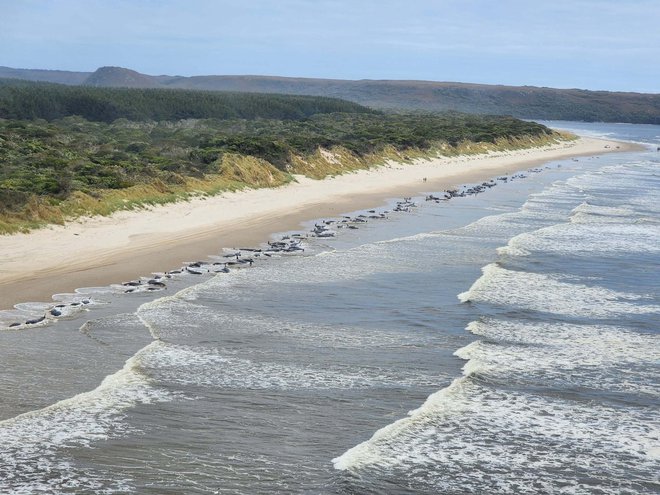 Obala z nasedlimi kiti. FOTO: Nre Tasmania Via Reuters
