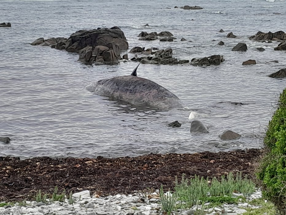 Fotografija: Nasedli kit v Tasmaniji, kjer to sploh ni več redkost. FOTO: Sarah Baldock Via Reuters
