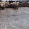 Nagravžni in pretresljivi prizori iz Slovenije: krave do kolen v lastnem dreku
