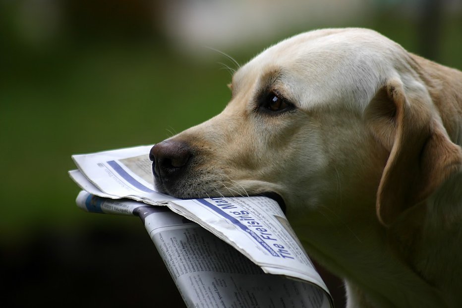 Fotografija: Psi najverjetneje mislijo, da so z laježem poštarja uspešno pregnali. FOTO: Tina Rencelj, Shutterstock
