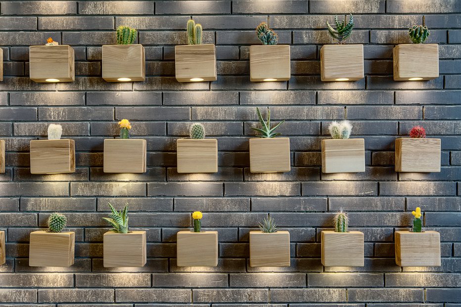 Fotografija: Kaktusi lahko zaradi bodic oddajajo negativno energijo. FOTO: Bezikus, Shutterstock
