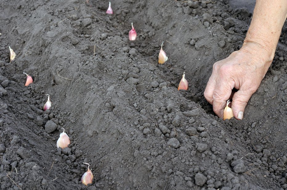 Fotografija: Česen sadimo na razdalji 15 cm ter od 3 do 5 cm globoko. FOTO: Yuriys/Getty Images
