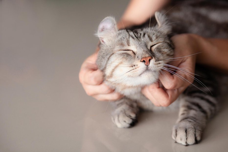 Fotografija: Z mijavkanjem mačka želi našo pozornost. FOTO: Nitiphonphat, Getty Images/istockphoto
