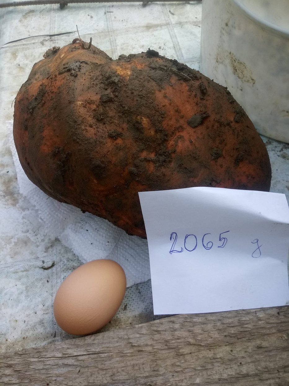 Fotografija: Primerjava velikana s kokošjim jajcem FOTOGRAFIJE: Oste Bakal
