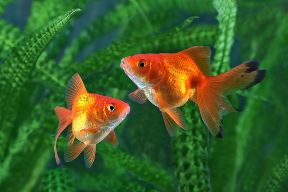 Fotografija: Tudi zlate ribice imajo spomin. FOTO: Mirekkijewski Getty Images, istockphoto
