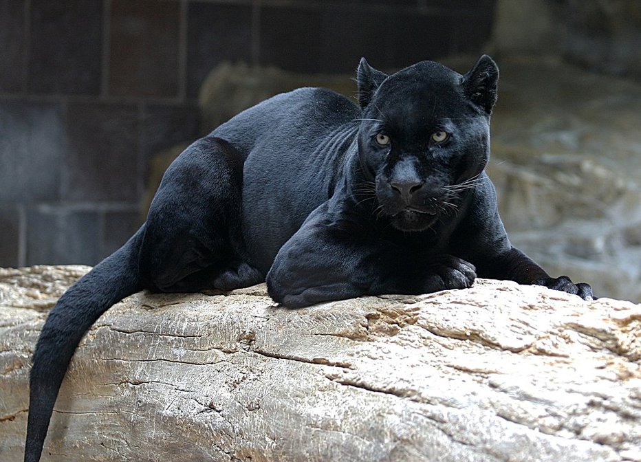 Fotografija: Črni panter je v resnici jaguar z odvečno pigmentacijo. FOTO: Wikipedija
