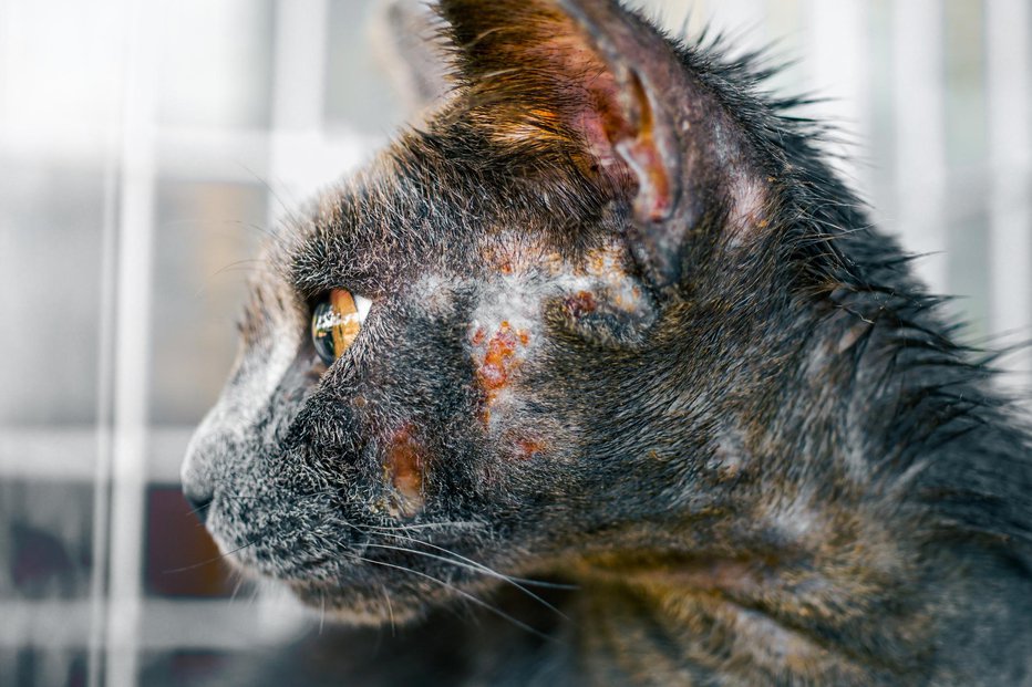 Fotografija: Med zapuščenimi živalmi, zlasti mačkami, se širijo bolezni in zoonoze. FOTO: Noppasin Suksawat/Getty Images
